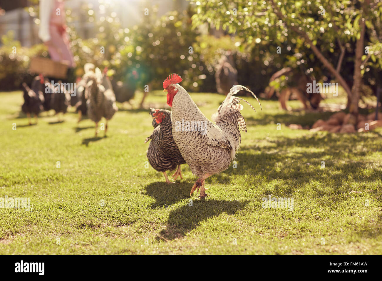 Gallina e gallo in un giardino soleggiato con altri polli Foto Stock
