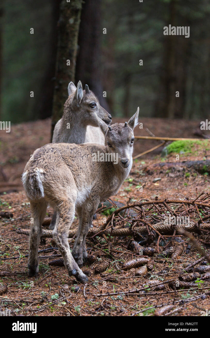 Due baby alpine ibex, Capra ibex, in un bosco. Le corna crescono per tutta la vita, crescendo più rapidamente durante il secondo anno di vita Foto Stock