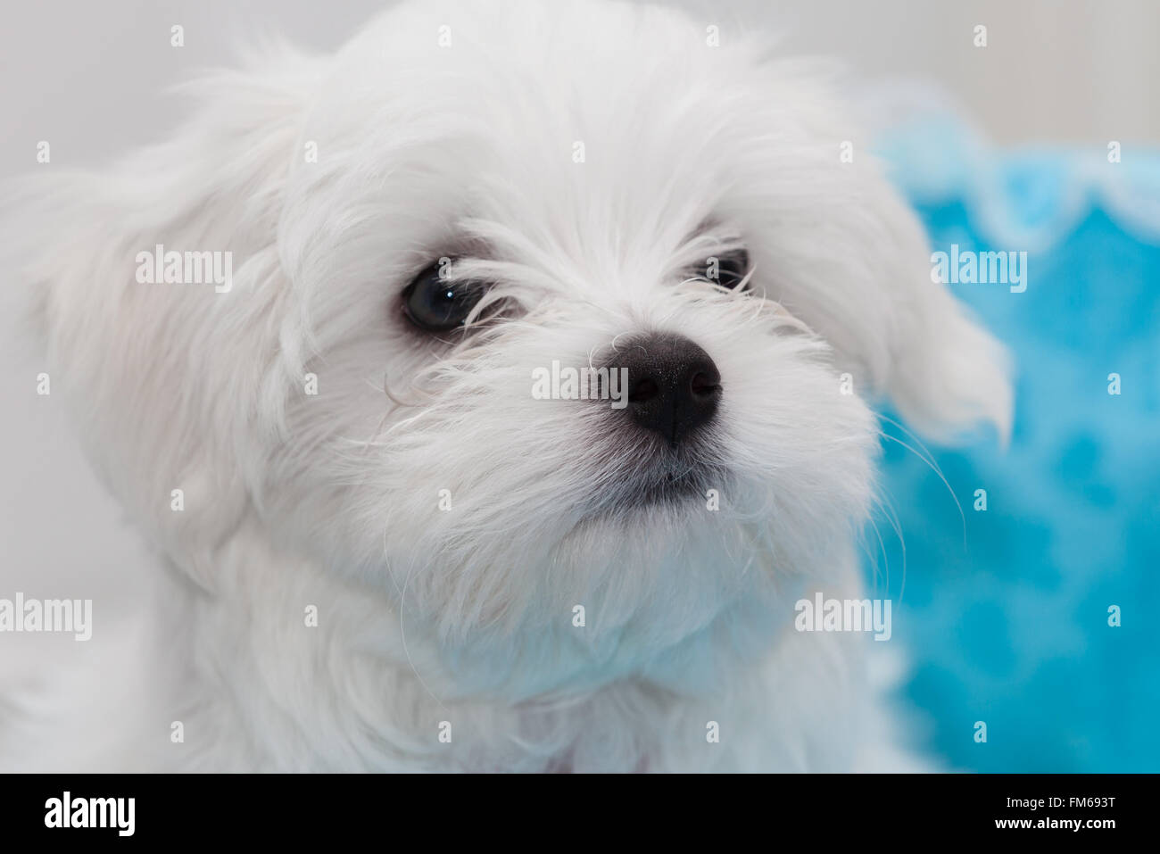 Carino bianco soffice cucciolo Maltese Foto Stock