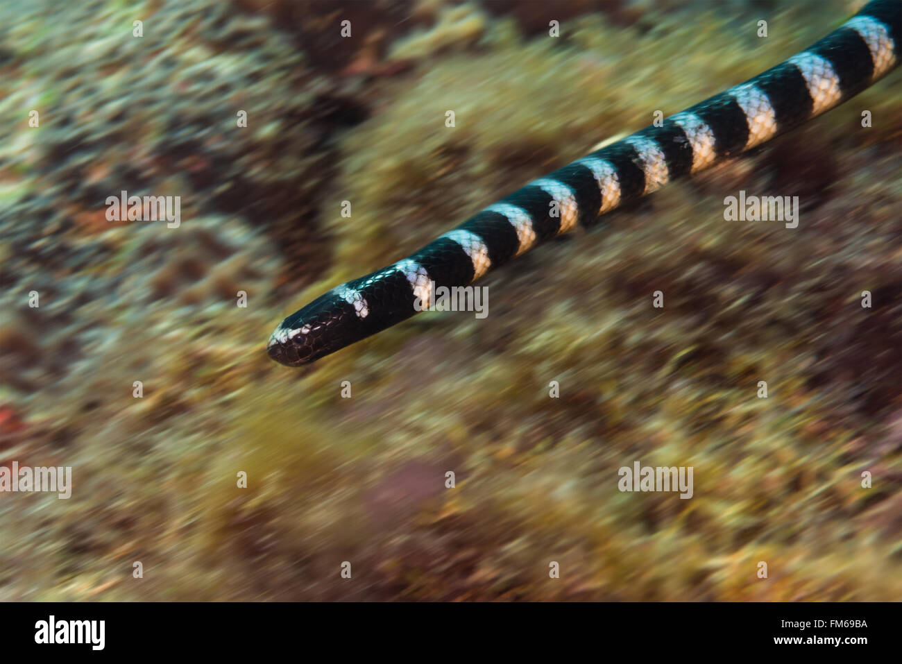 Il movimento catturato da un mare nastrati krait contro una barriera corallina. Malapascua, Filippine. Novembre Foto Stock