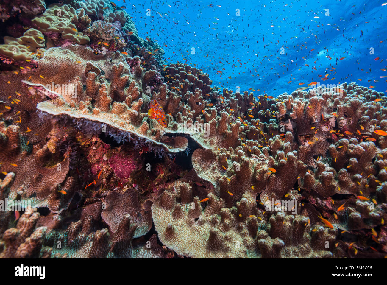La furia delle barene nel sud del Mar Rosso sono la casa di bellissimi coralli incrostanti. Egitto, Giugno Foto Stock