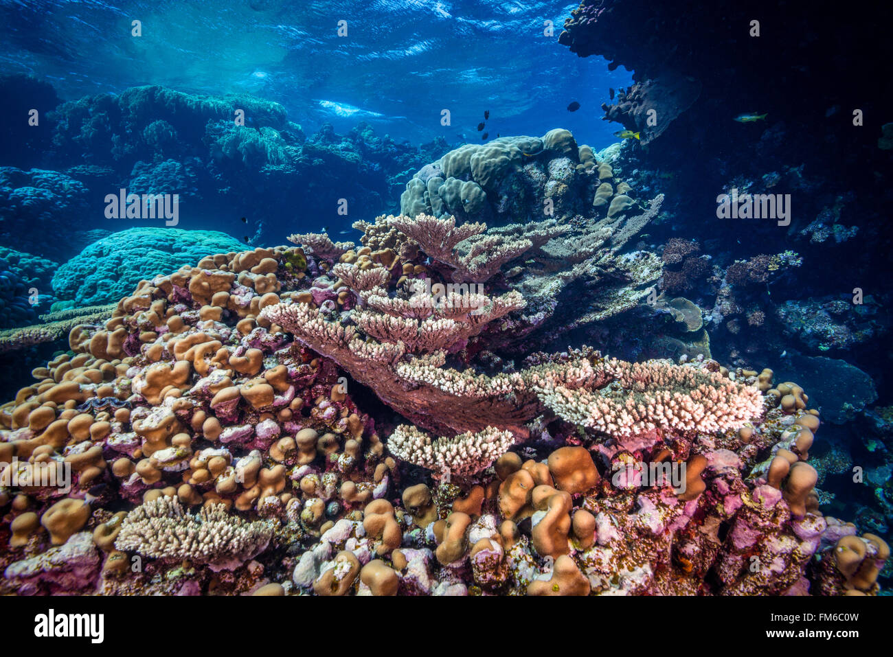 Le barriere coralline come questo sono tra i più regioni biodiversi in tutto il mondo. Fury shoals, Mar Rosso, Egitto. Giugno Foto Stock