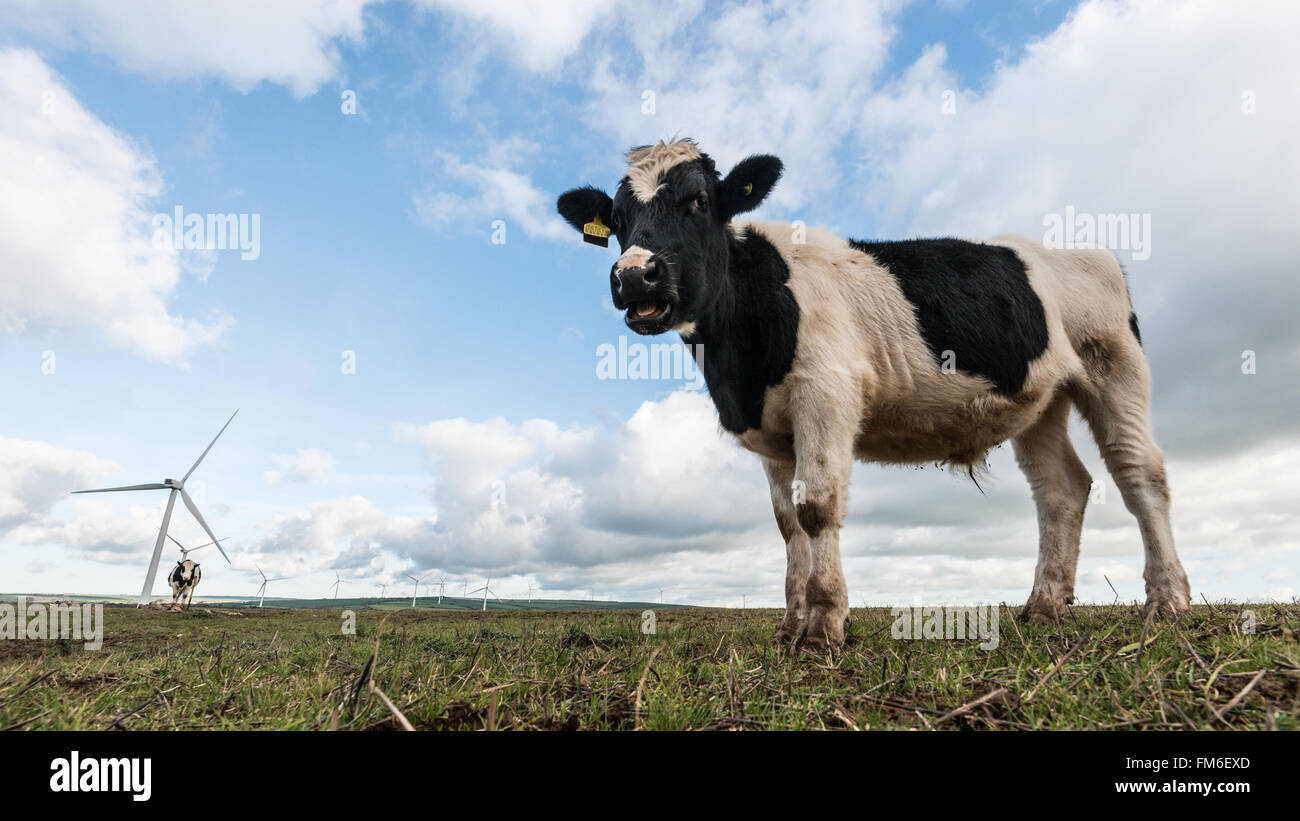 Le mucche in un campo con turbine eoliche. North Devon. Novembre Foto Stock