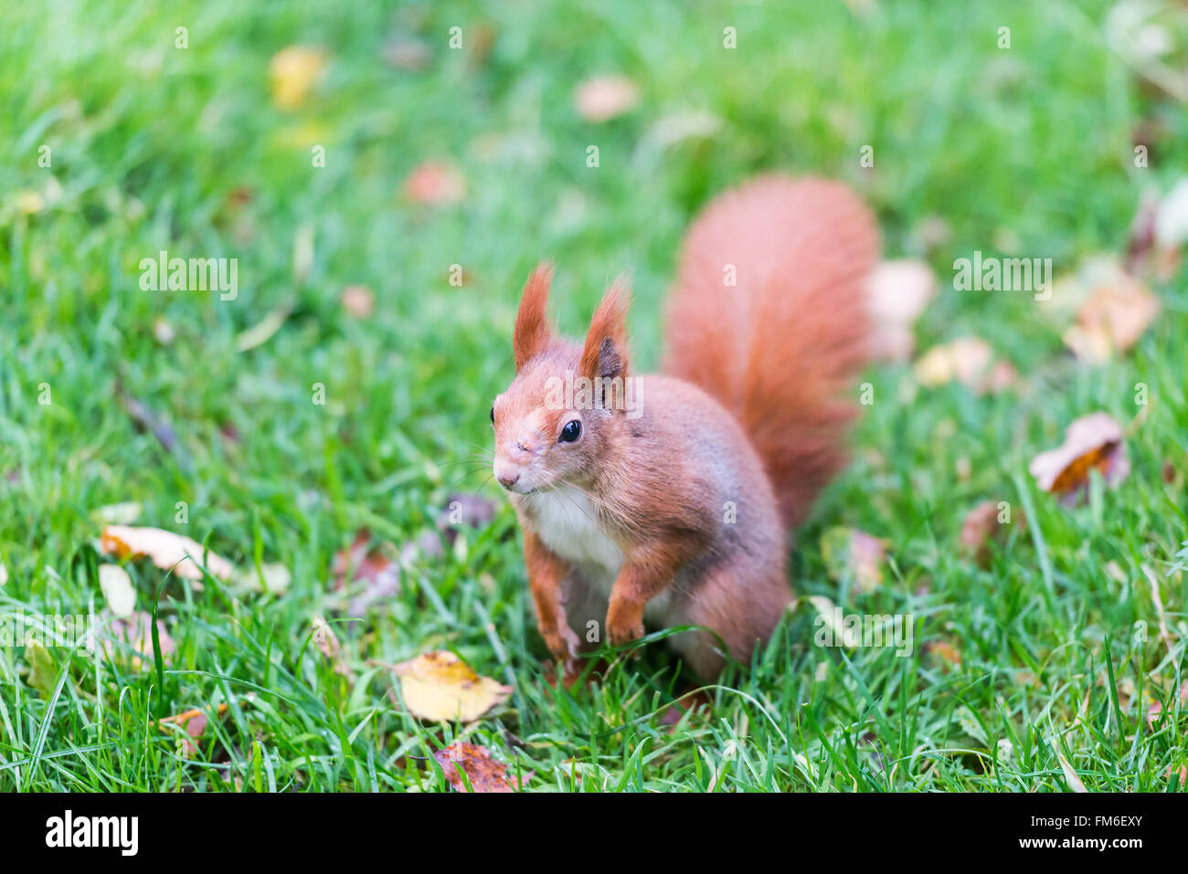 Gli scoiattoli rossi sono allevati in cattività in British Centro faunistico. (Sciurus vulgaris) Foto Stock