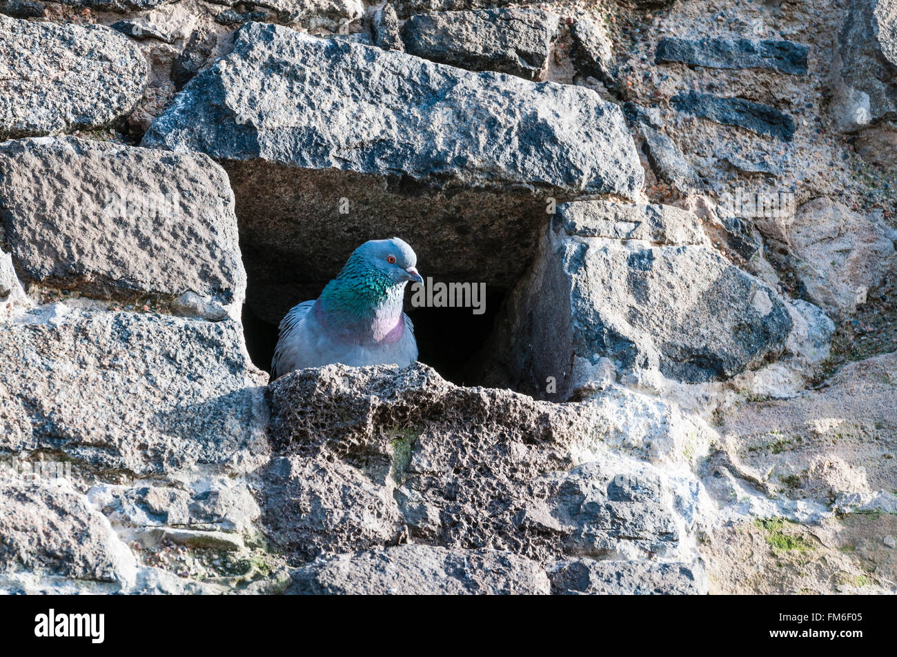 La nidificazione di piccione in un foro in un muro di pietra. Foto Stock