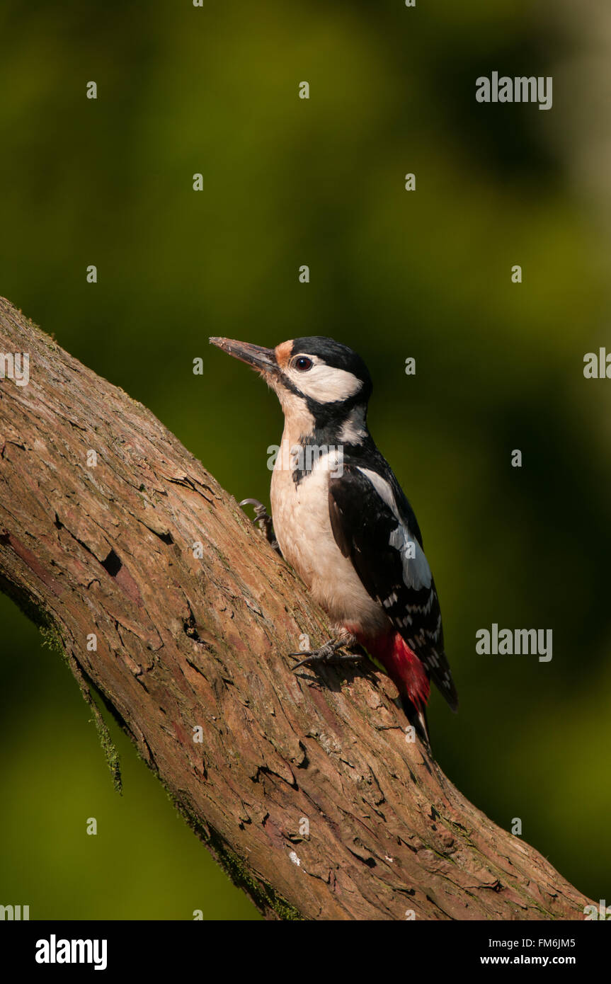 Picchio rosso maggiore sul ceppo di legno, Devon, Regno Unito Foto Stock
