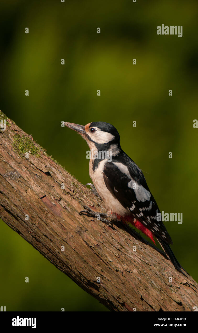 Picchio rosso maggiore sul ceppo di legno, Devon, Regno Unito Foto Stock