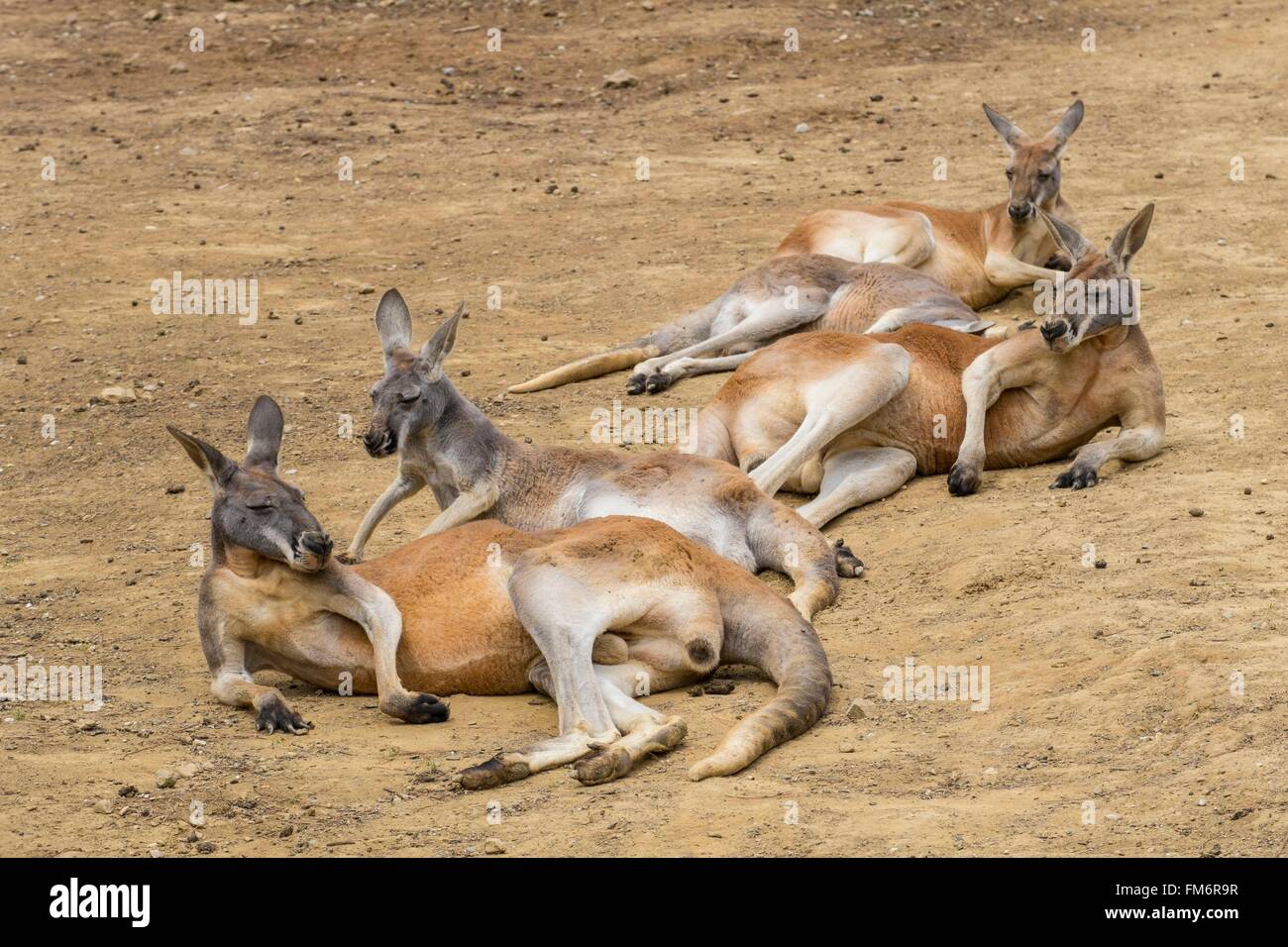 Francia, Aude, Carcassonne, il Parco Australiano, canguri Rossi (Macropus Rufus) Foto Stock