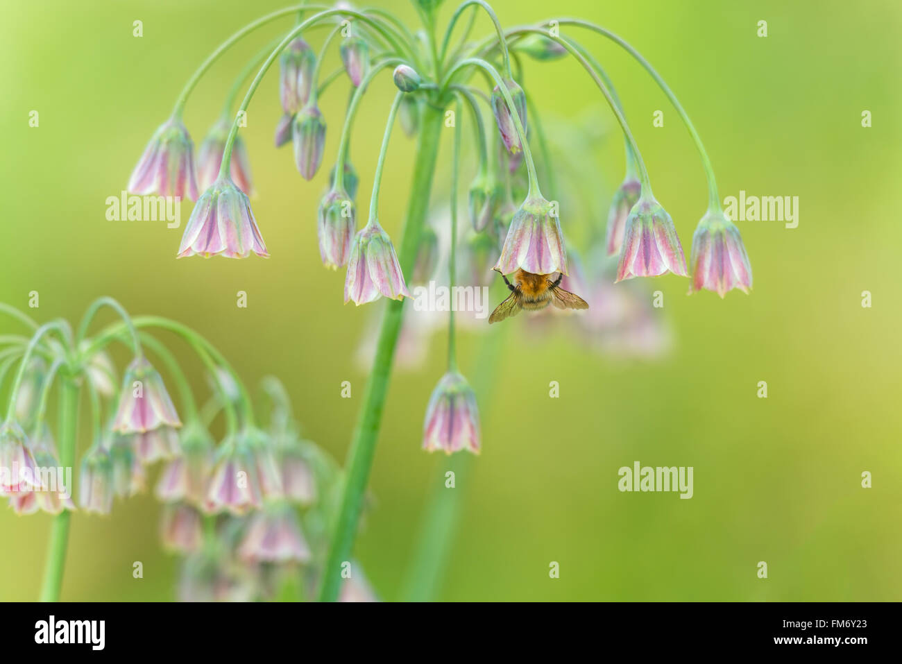 Color pastello in scena a luce morbida di bee impollinatori allium fiori. devon, Regno Unito. giugno Foto Stock