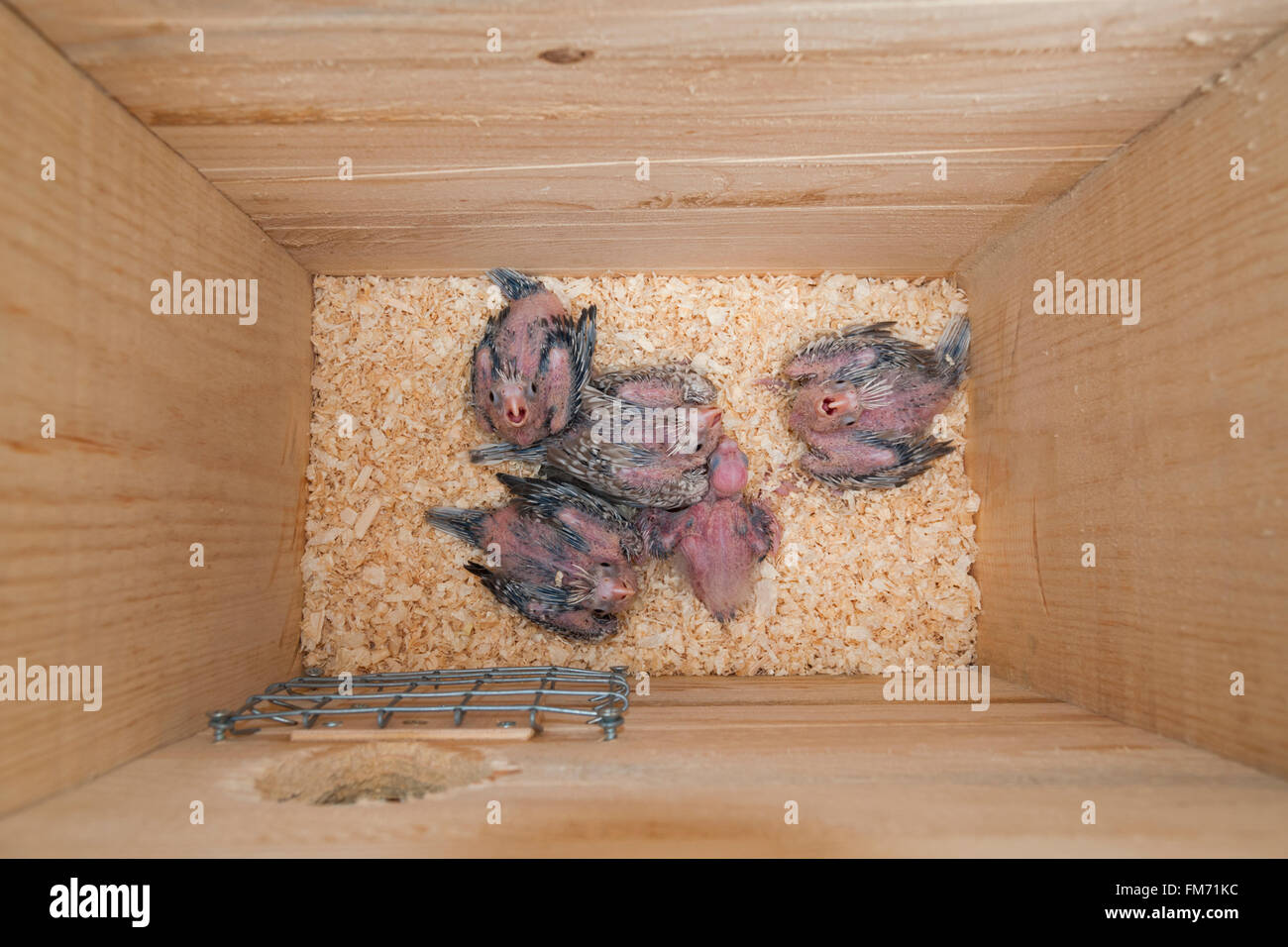 Cinque cockatiel uccelli baby in una scatola di nido Foto Stock