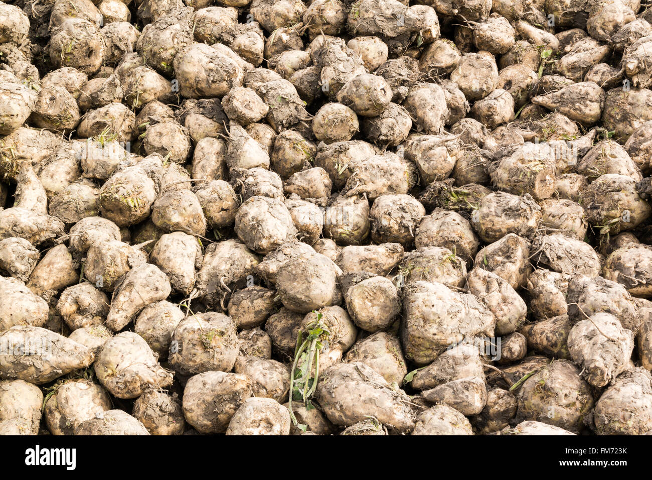 Pila di barbabietole da zucchero radici dopo il raccolto in Frisia, Paesi Bassi Foto Stock