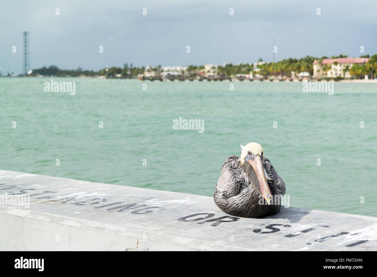 Pellicano bruno e costa sud di Key West dal bianco Pesca Street Pier, Florida Keys, STATI UNITI D'AMERICA Foto Stock