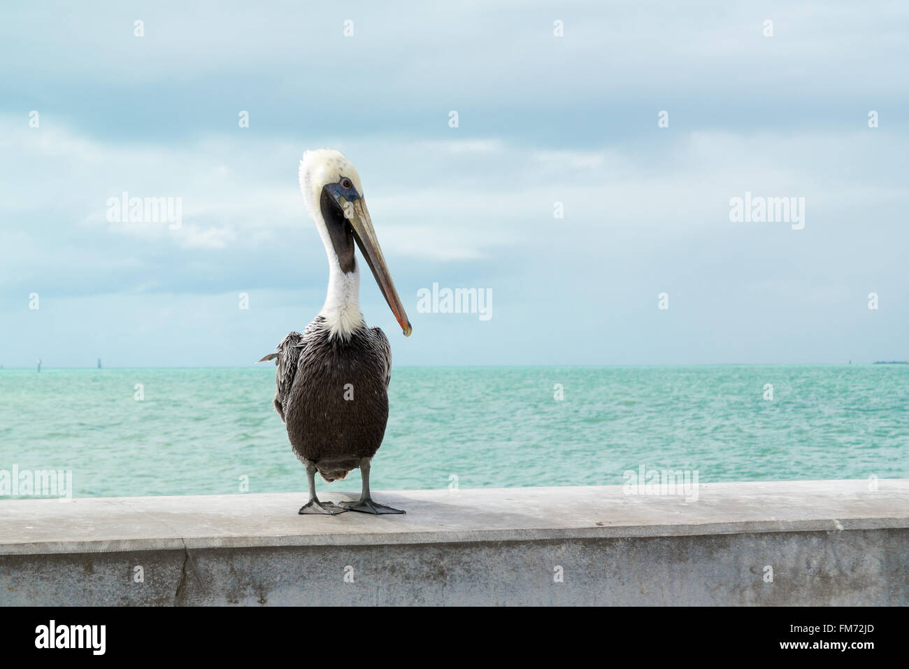 Ritratto di brown pelican sulla strada bianca pesca del molo a Key West, Florida Keys, STATI UNITI D'AMERICA Foto Stock