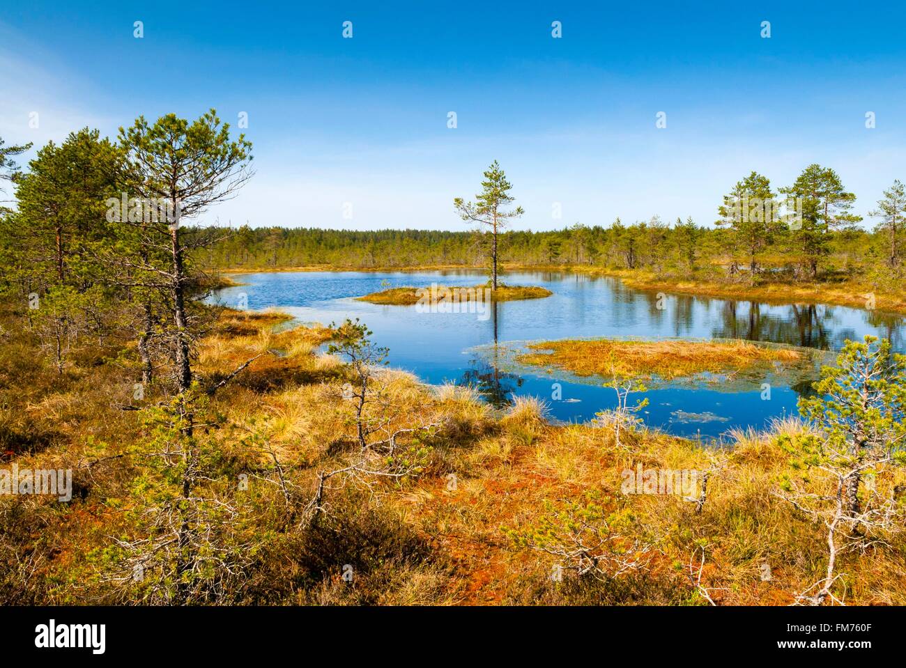 Estonia (Paesi Baltici), la regione di Harju, Laane-Virumaa, Lahemaa National Park, Viru Bog (Viru Raba) palude di torba Foto Stock