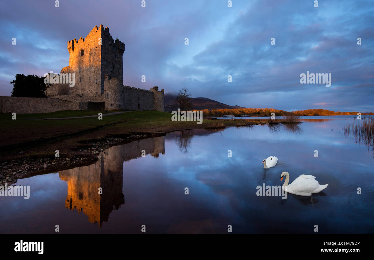 Cigni e alba riflesso del Castello di Ross del Lough Leane. Parco Nazionale di Killarney, nella contea di Kerry, Irlanda. Foto Stock