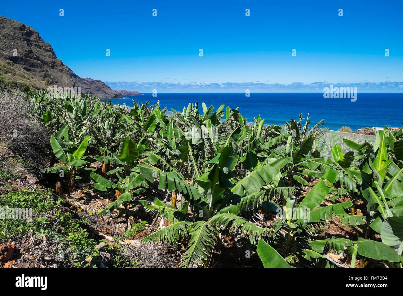 Spagna Isole Canarie La Palma isola dichiarata Riserva della Biosfera dall'UNESCO, costa nord, piantagione di banane in La Fajana de Franceses village Foto Stock