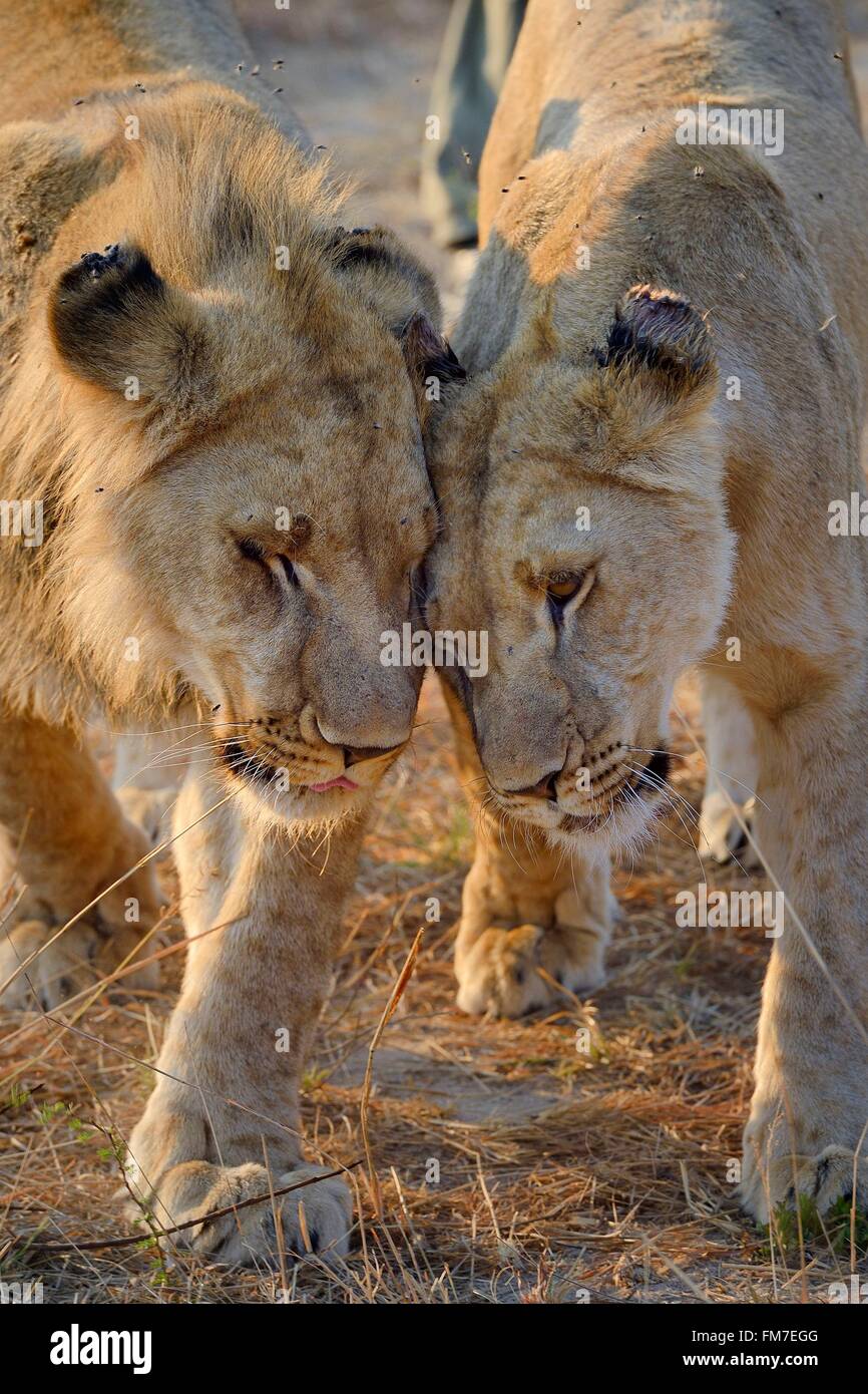 Lo Zimbabwe, provincia del Midlands, Gweru, Antelope Park, casa di AVVISO (African Lion e la ricerca ambientale Trust), giovane leone e leonessa (panthera leo) Foto Stock