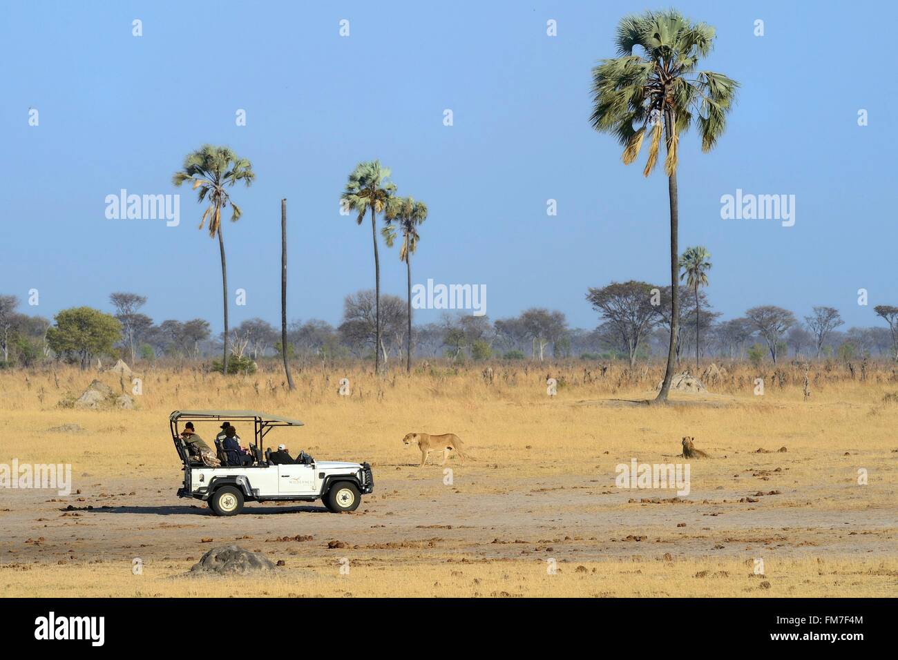 Lo Zimbabwe, Matabeleland North Provincia, Parco Nazionale di Hwange, turisti in un quattro ruote motrici la visione di un gruppo di leoni (Panthera leo) Foto Stock