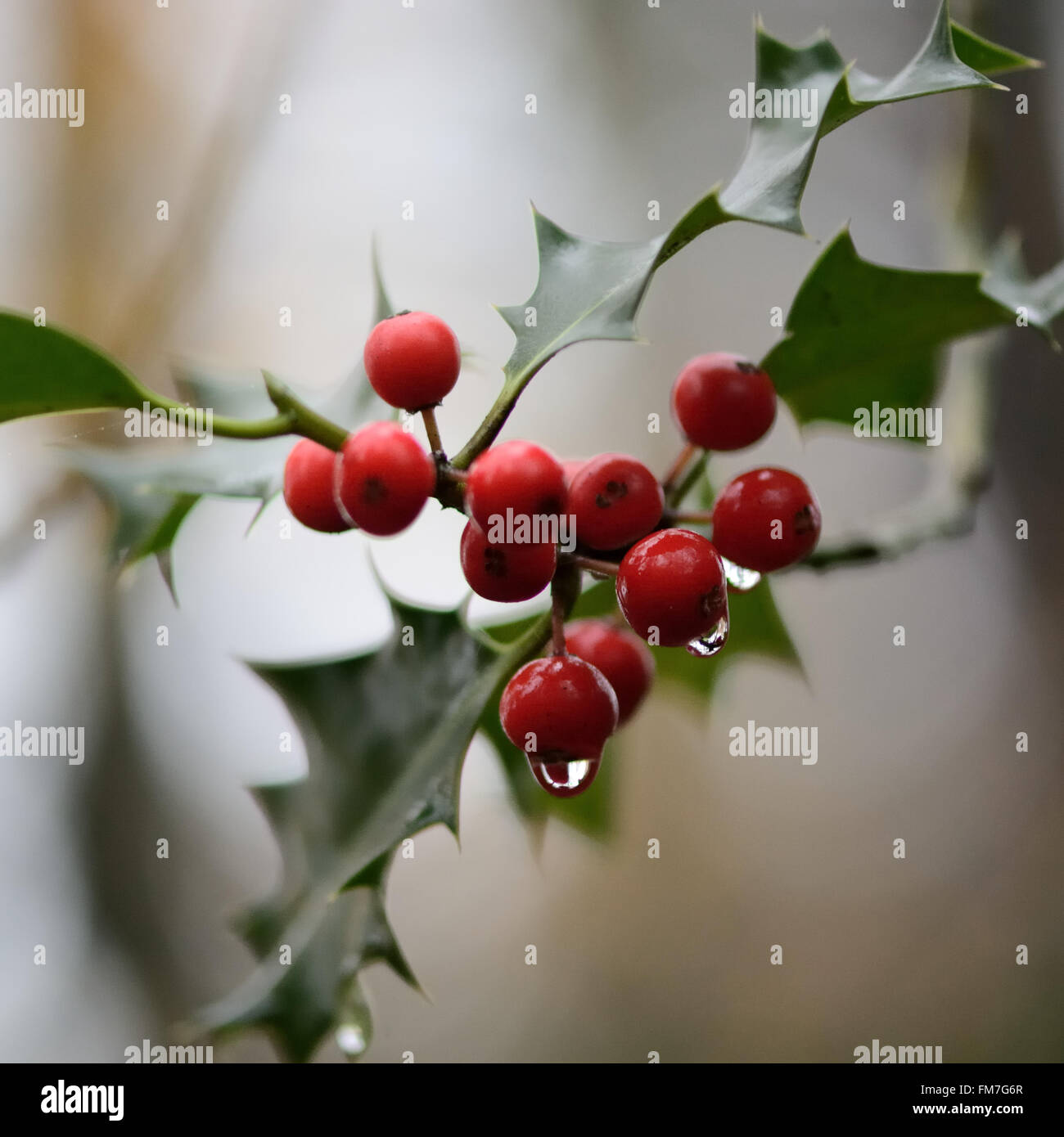 Holly (Ilex aquifolium) bacche con le goccioline d'acqua. Bacche rosse e le goccioline di acqua su un holly, un albero nella famiglia Aquifoliace Foto Stock