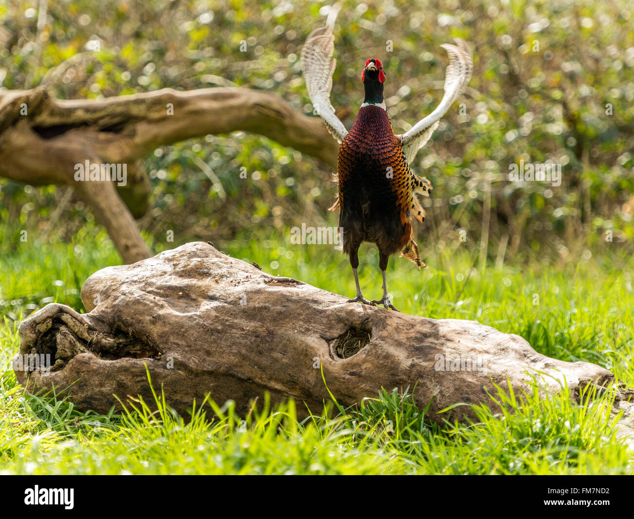 Bellissimo anello maschio colli (Fagiano Phasianus colchicus). Rappresentato "incoronazione" contro un bosco sullo sfondo. Foto Stock