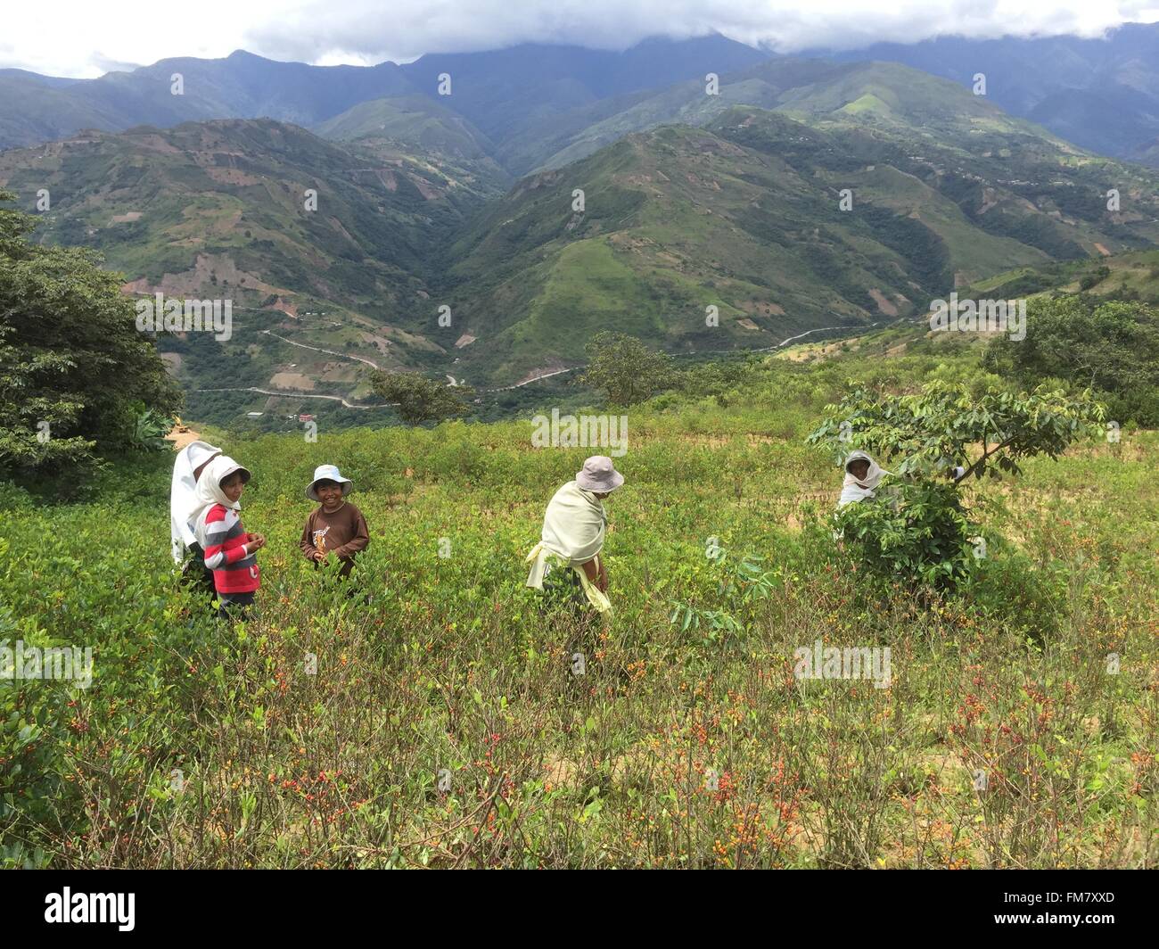 Le donne sono occupato a lavorare su un campo di raccolta di foglie di coca in Arapata, nella regione Yungas, Bolivia, 20 gennaio 2016. I prezzi per le foglie di coca sono crollati nel settore giuridico settore per coca piante a causa della sovrapproduzione. Foto: Georg Ismar/dpa Foto Stock
