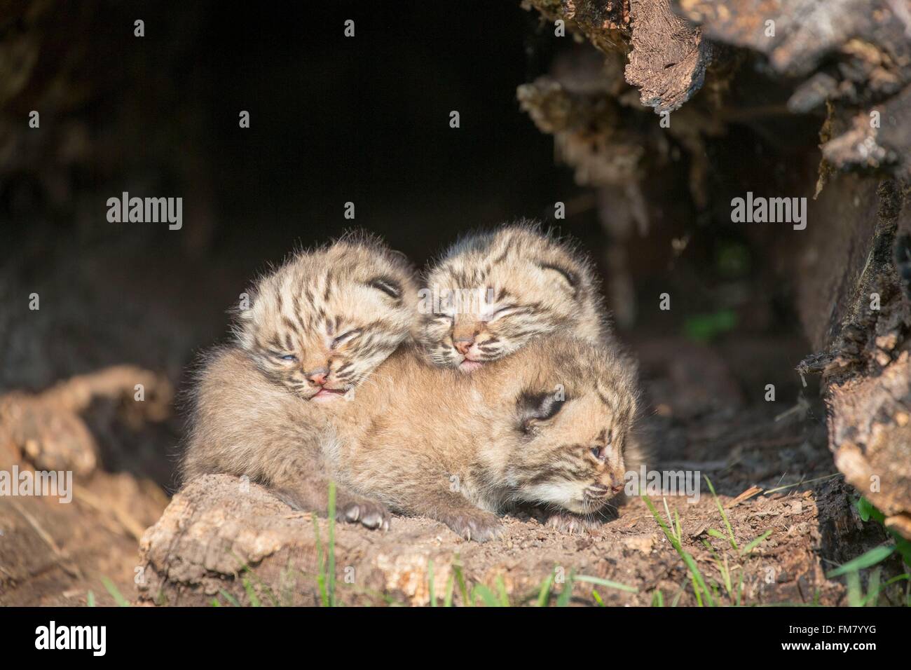 Stati Uniti, Minnesota, Bobcat (Lynx rufus), giovani, bambini 1 mese fa Foto Stock