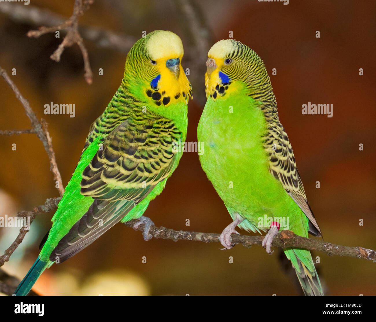 Due verdi Bugies incollaggio Foto Stock