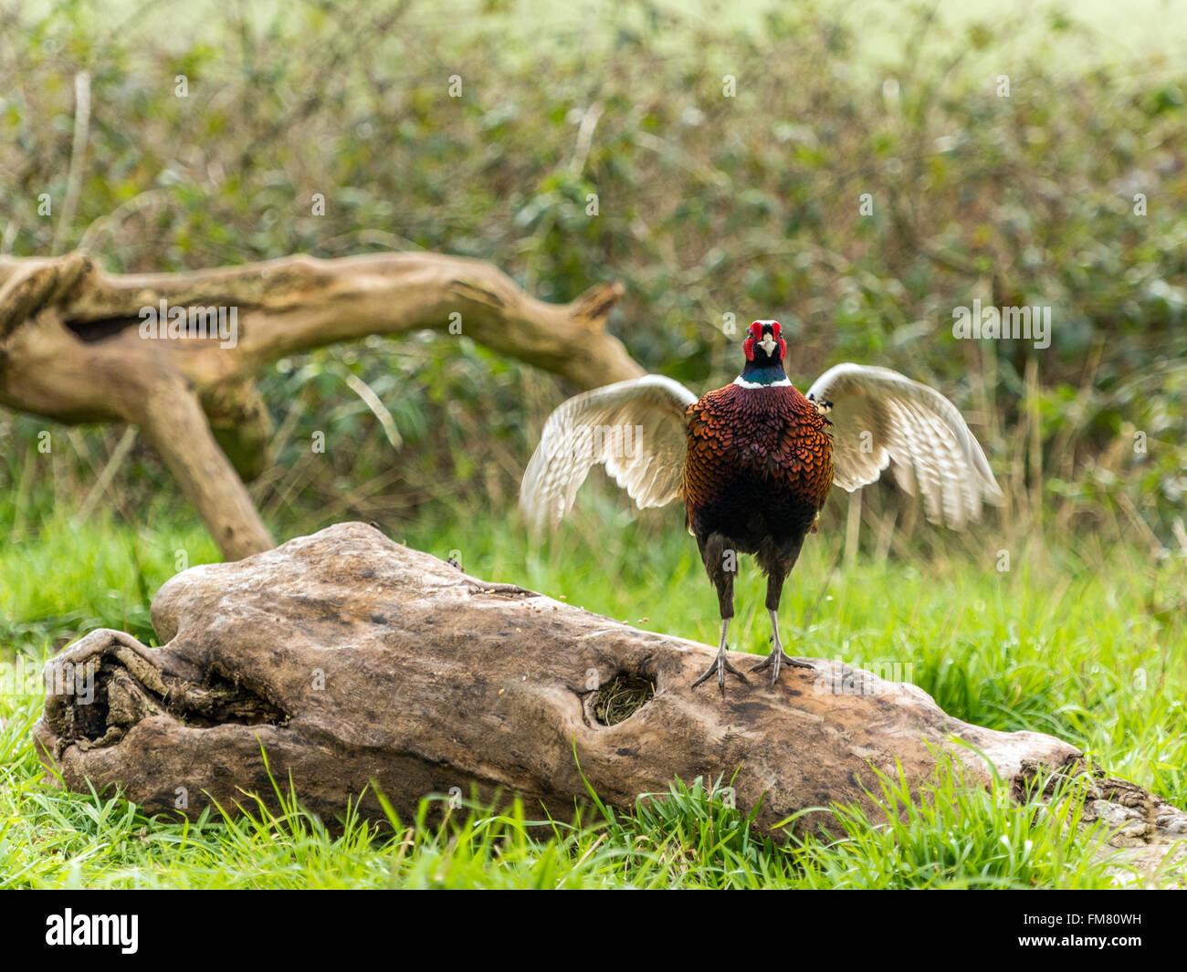 Bellissimo anello maschio colli (Fagiano Phasianus colchicus). Rappresentato "incoronazione" contro un bosco sullo sfondo. Foto Stock