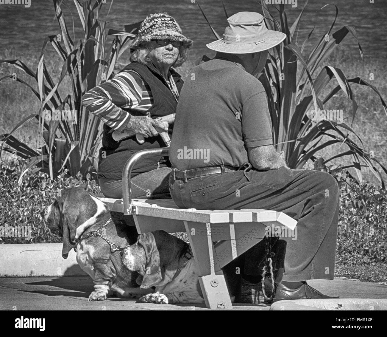 Coppia di anziani anziani con stropicciata indossare cappelli, sat sul banco di lavoro con due stropicciata cani beagle a fianco, Brisbane Foto Stock