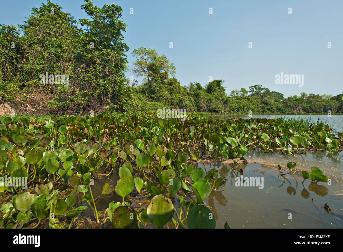 Giacinto di acqua galleggiante su un fiume nel Pantanal, Brasile Foto Stock