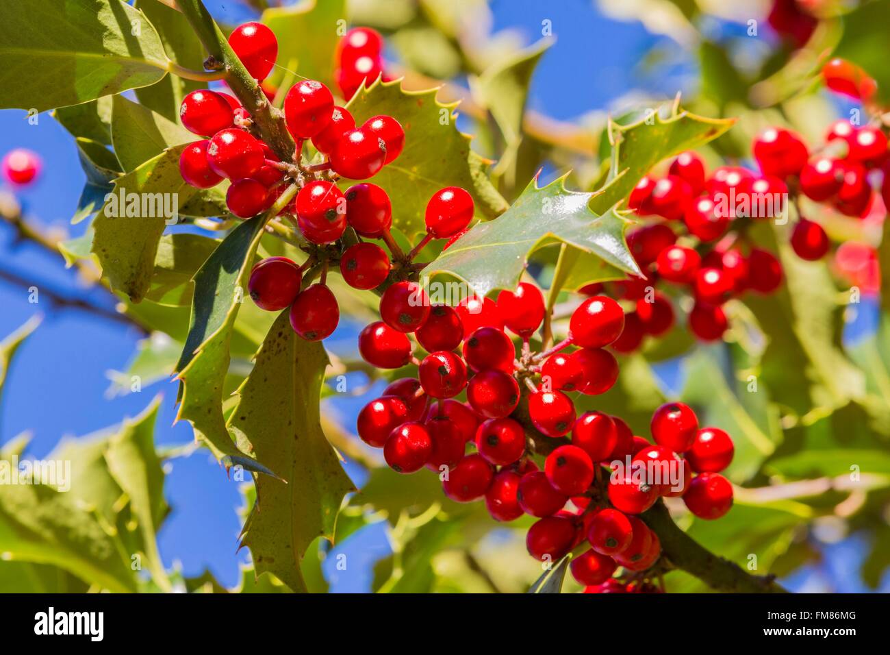 Francia, Savoie, Villoudry, europeo holly (Ilex aquifolium) con frutti di bosco Foto Stock