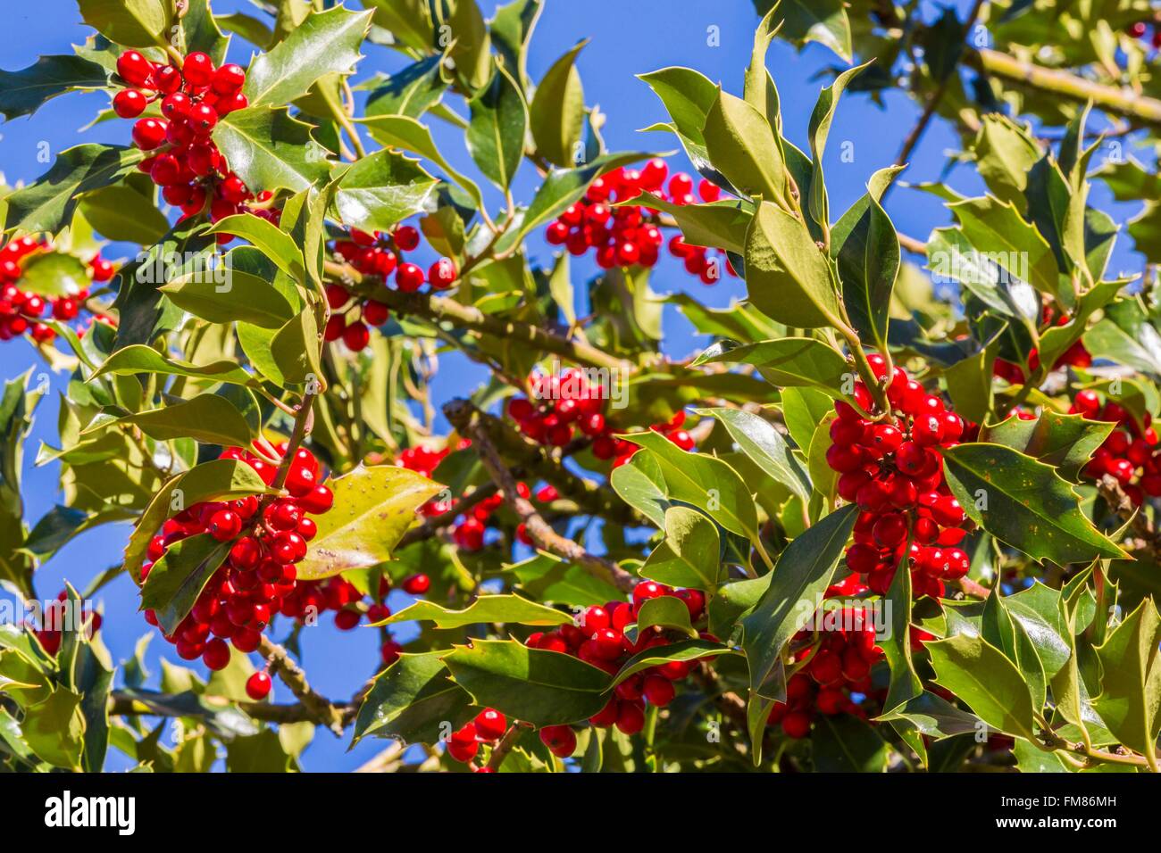 Francia, Savoie, Villoudry, europeo holly (Ilex aquifolium) con frutti di bosco Foto Stock