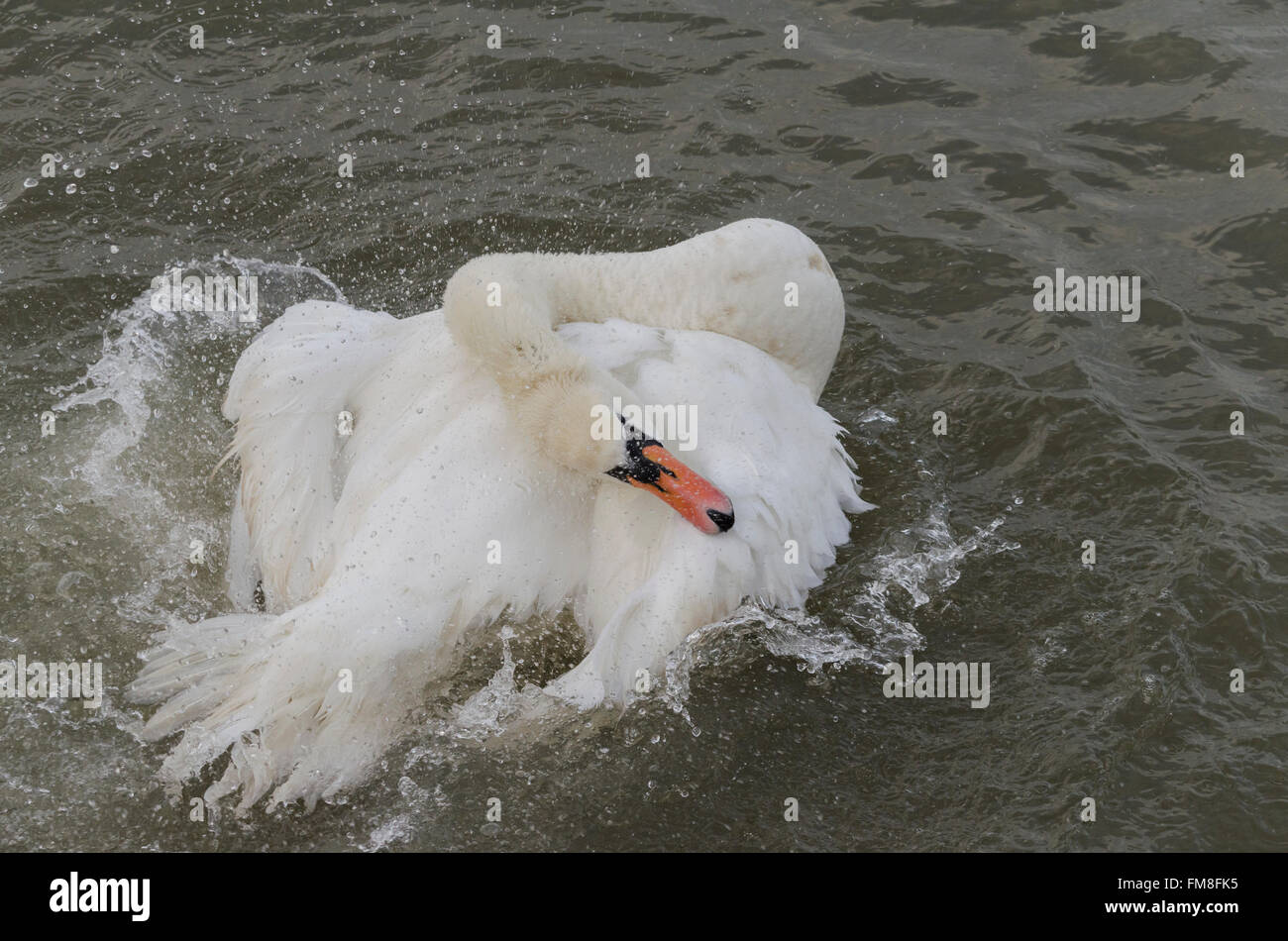 Un cigno "Cygnus olor'splashing in un fiume nel Regno Unito Foto Stock