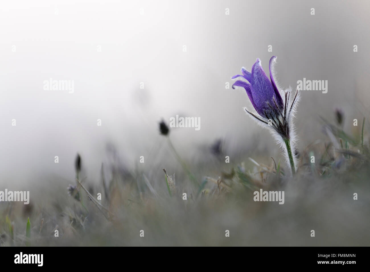 "Pasque comune fiori / Kuechenschelle ( Pulsatilla vulgaris ), violaceo fioritura primaverile, fiore cresce su bassa pascoli di nutrienti. Foto Stock