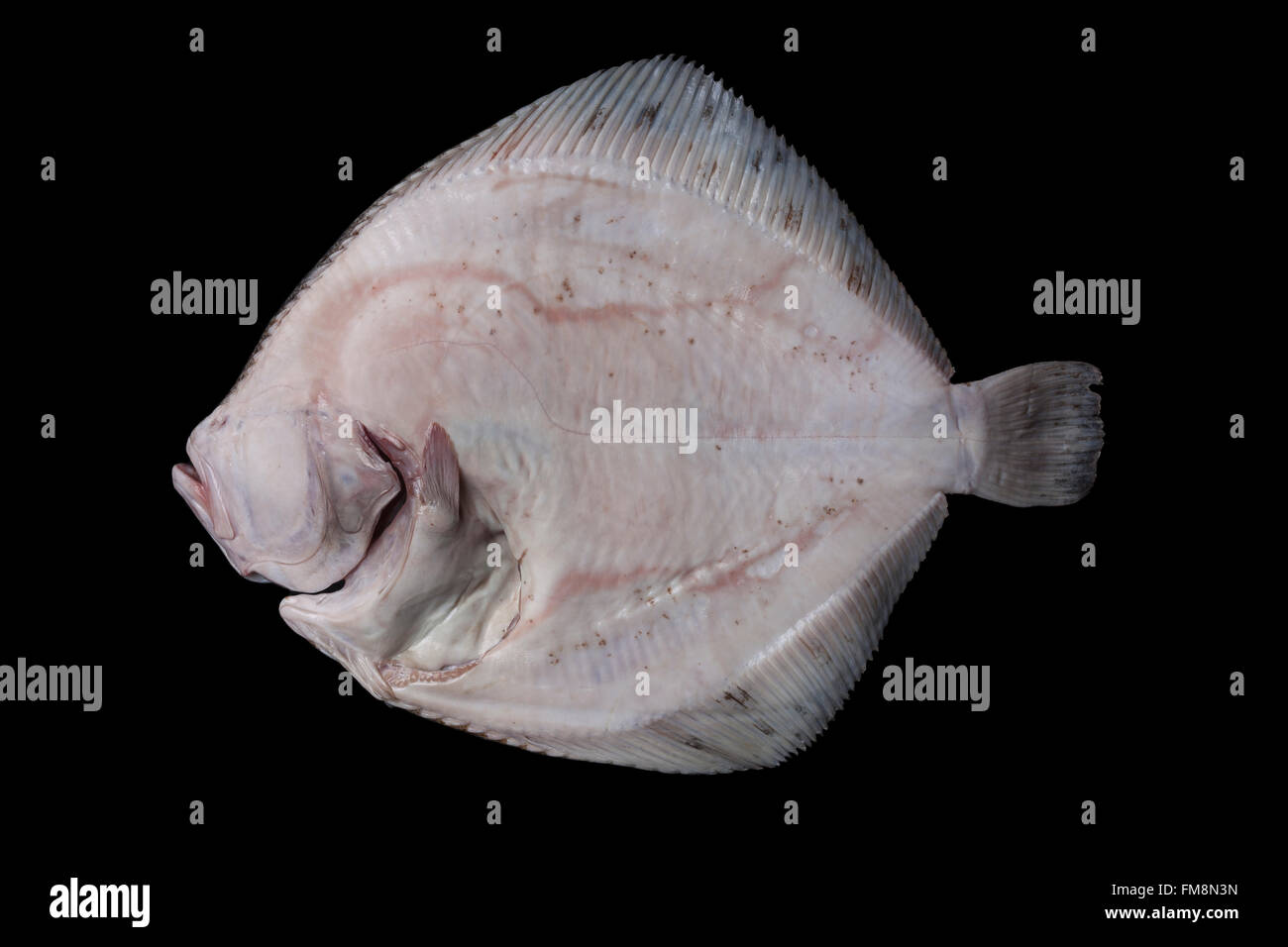 Intere fresche Materie disemboweled pleuronettiformi lato inferiore, catturati nel Mare di Alboran in Spagna, isolato su sfondo nero. Foto Stock