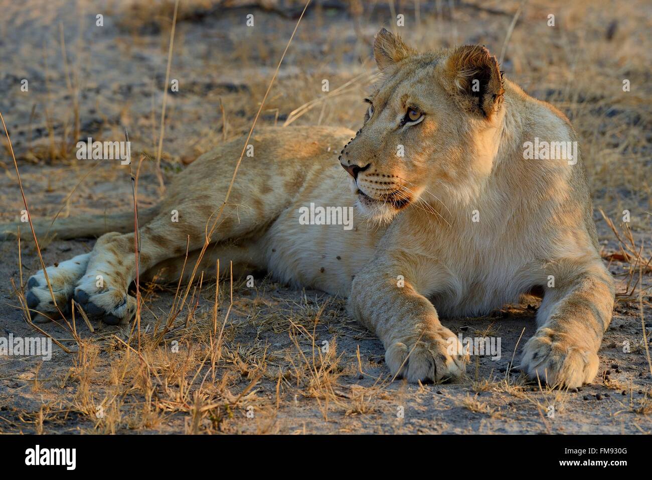 Lo Zimbabwe, provincia del Midlands, Gweru, Antelope Park, casa di AVVISO (African Lion e la ricerca ambientale Trust), giovane leonessa (panthera leo) Foto Stock