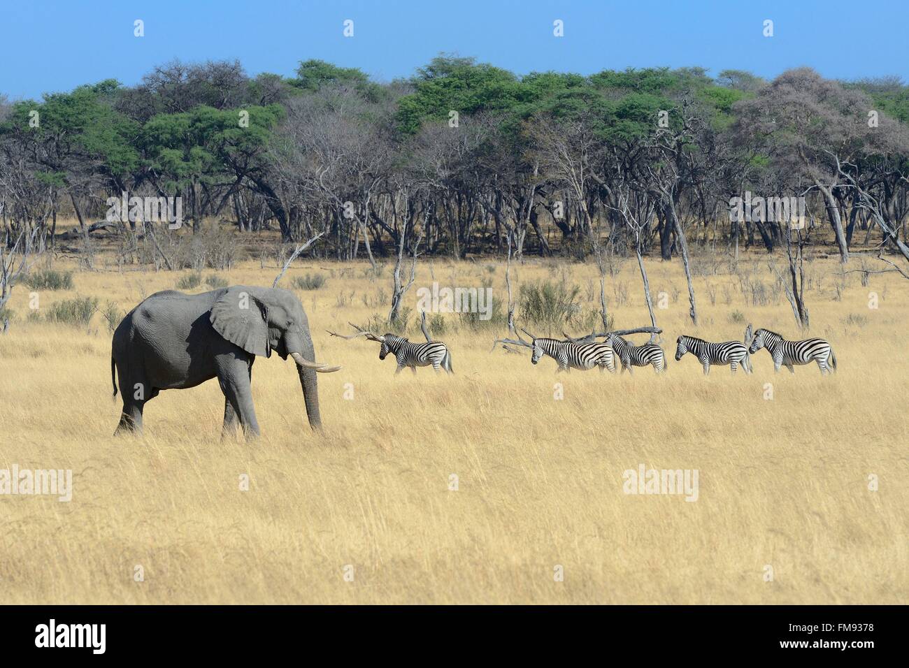 Lo Zimbabwe, Matabeleland North Provincia, Parco Nazionale di Hwange, wild elefante africano (Loxodonta africana) e gruppo di zebre (Equus burchelli) Foto Stock
