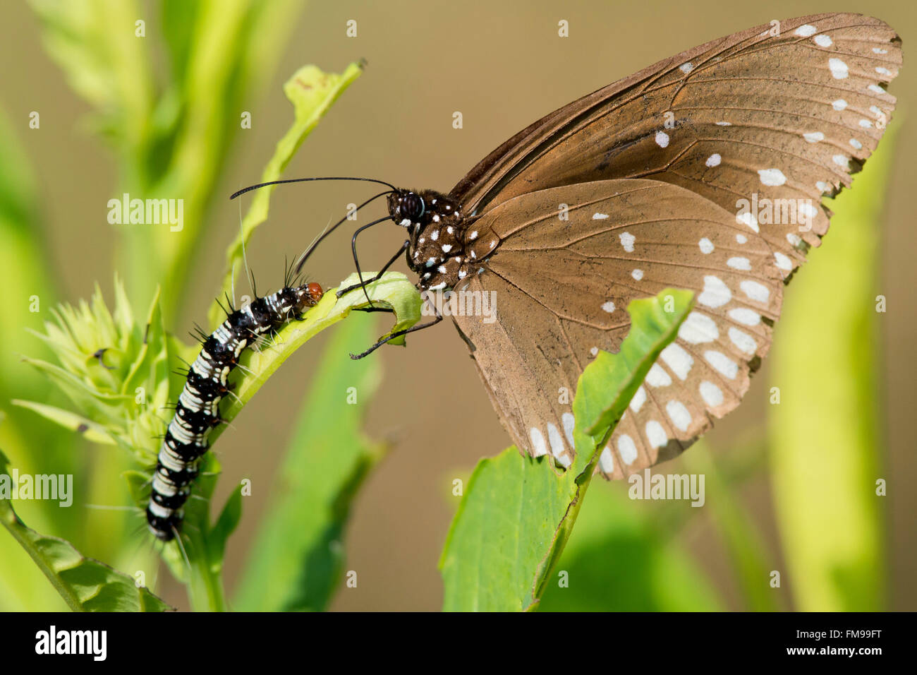 La farfalla e Caterpillar su una foglia nel Parco Nazionale di Kanha, India. Nome scientifico Euploea Core Foto Stock