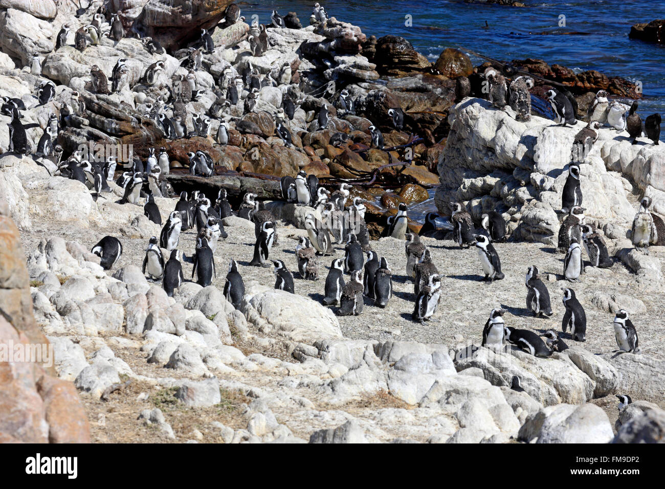 Jackass Penguin, Colonia, Betty's Bay, Western Cape, Sud Africa Africa / (Spheniscus demersus) Foto Stock