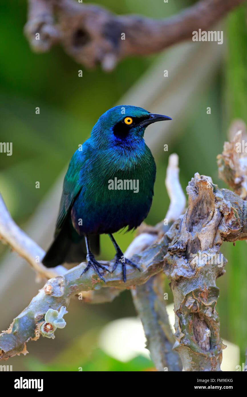 Maggiore blu lucida Eared Starling, Kruger Nationalpark, Sud Africa Africa / (Lamprotornis chalybaeus) Foto Stock