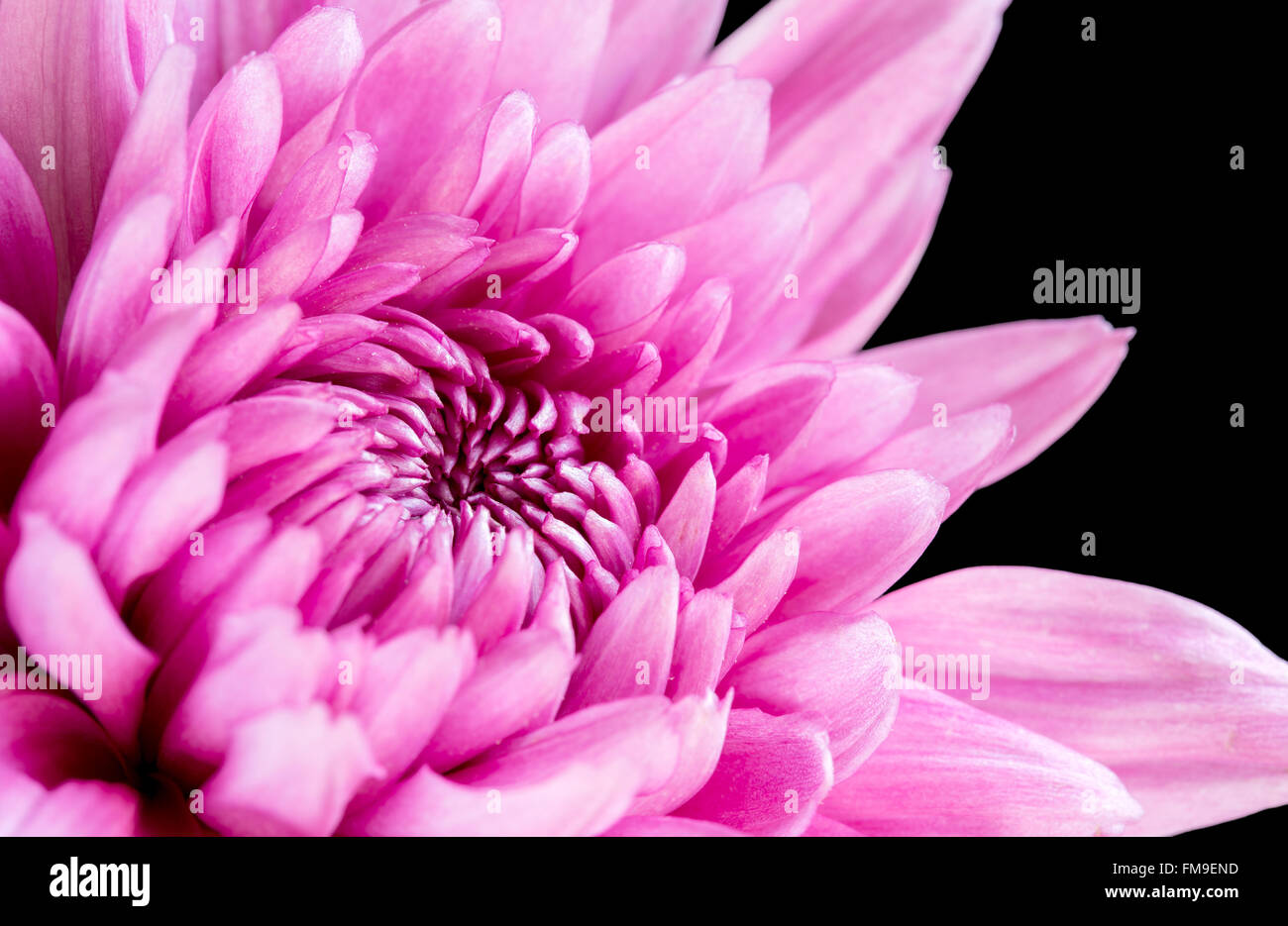 Close up crisantemo rosa su sfondo nero Foto Stock