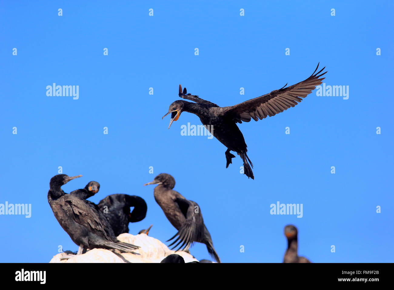 Cape cormorano, Cape shag, Colonia, Betty's Bay, Western Cape, Sud Africa Africa / (Phalacrocorax capensis) Foto Stock