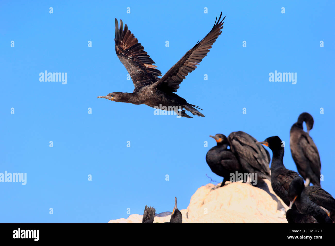 Cape cormorano, Cape shag, Colonia, Betty's Bay, Western Cape, Sud Africa Africa / (Phalacrocorax capensis) Foto Stock