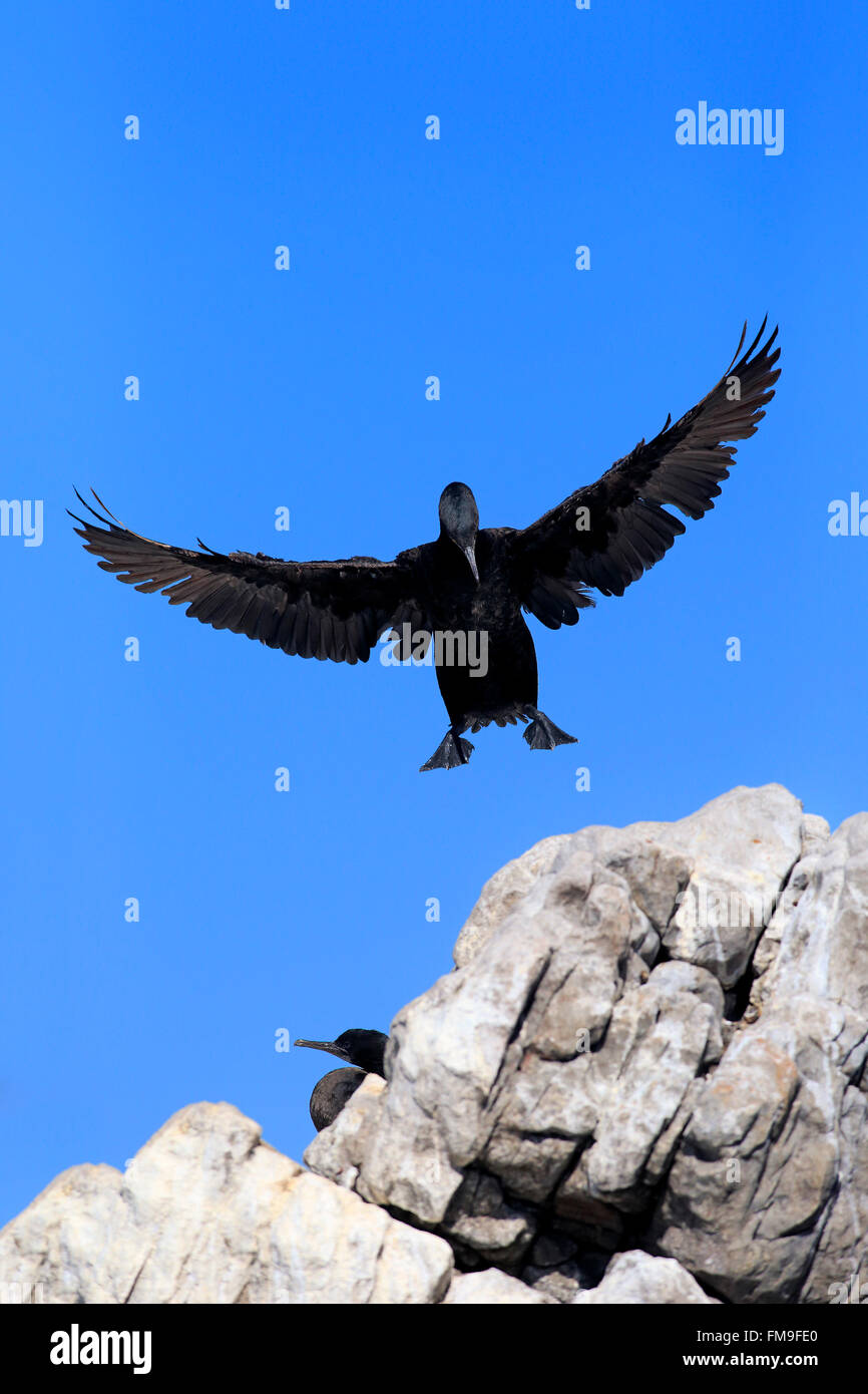 Cape cormorano, Cape shag, Colonia, Betty's Bay, Western Cape, Sud Africa Africa / (Phalacrocorax capensis) Foto Stock