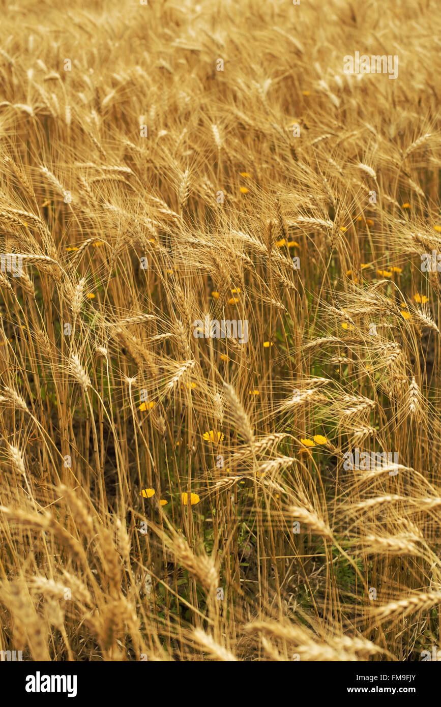 Golden erba di frumento campo, giornata di sole natura paesaggio con fiori selvatici. Foto Stock