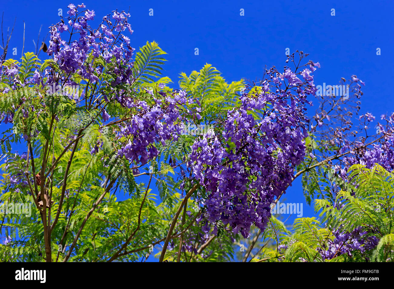 Struttura Jacaranda, fioritura, Western Cape, Sud Africa Africa / (Jacaranda mimosifolia) Foto Stock