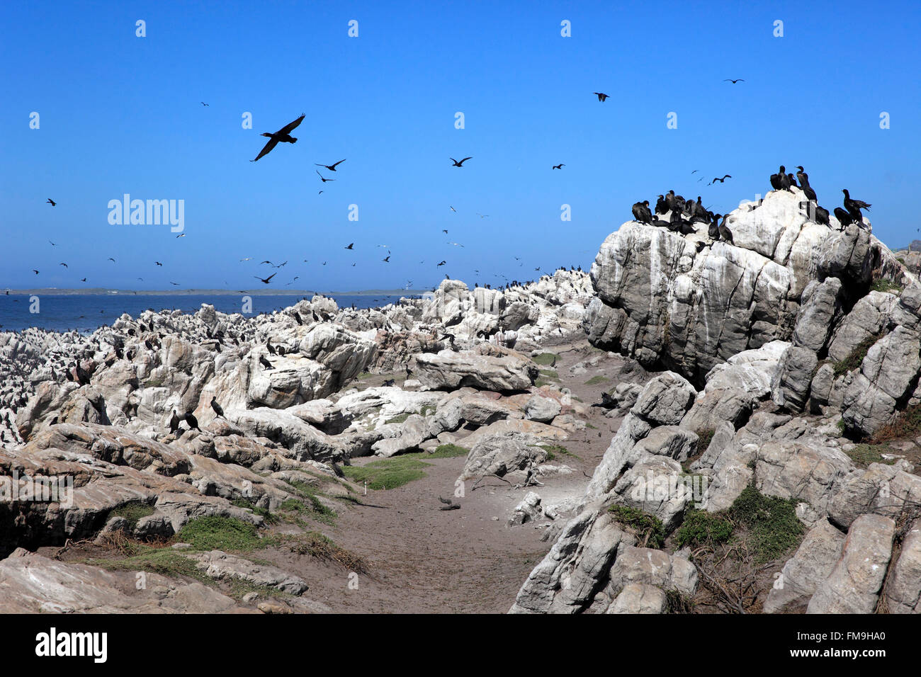 Punto pietrose, colonia di uccelli marini, Betty's Bay, Western Cape, Sud Africa e Africa Foto Stock