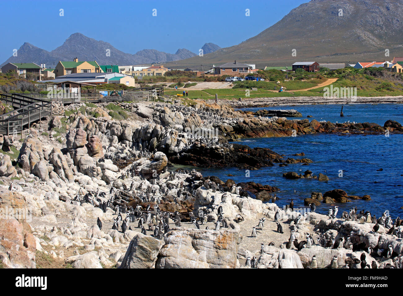Punto pietrose, colonia di pinguini, Betty's Bay, Western Cape, Sud Africa e Africa Foto Stock