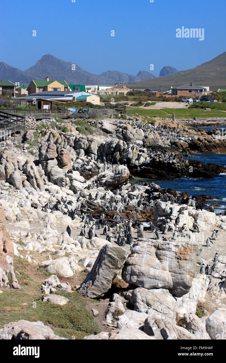 Punto pietrose, colonia di pinguini, Betty's Bay, Western Cape, Sud Africa e Africa Foto Stock