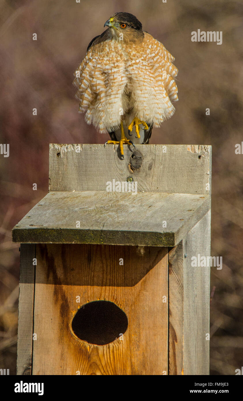 La fauna selvatica, maschio maturo Cooper's Hawk appollaiato su un anatra di legno scatola di nido e all'esterno. Stati Uniti d'America Foto Stock